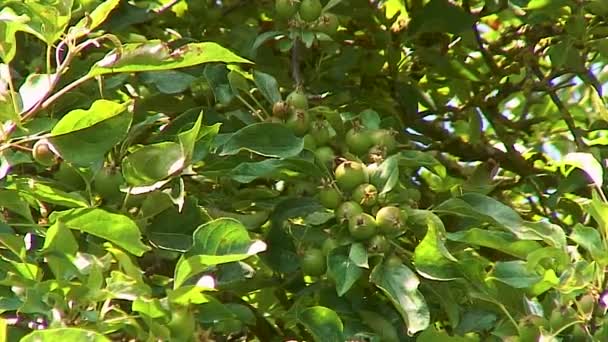 Kleine Krabbenäpfel Die Auf Einem Zweig Eines Krabbenapfelbaums Der Strahlenden — Stockvideo