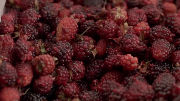 Nahaufnahme Von Frischen Brombeeren Dunklen Hintergrund — Stockvideo