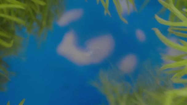 Beautiful Backwards Camera Movement Macro Shot Going Back Sky Soil — Wideo stockowe