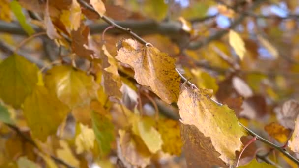 Slow Motion Closeup Yellow Silver Poplar Autumn Leaves Moved Wind — Stockvideo