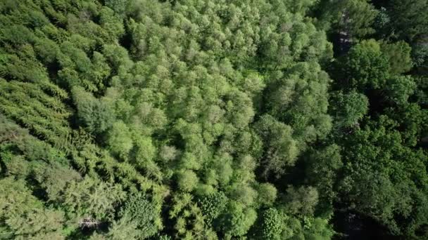 Top Aerial View Green Forest Fir Trees Vegetation Woodland Panning — Video Stock