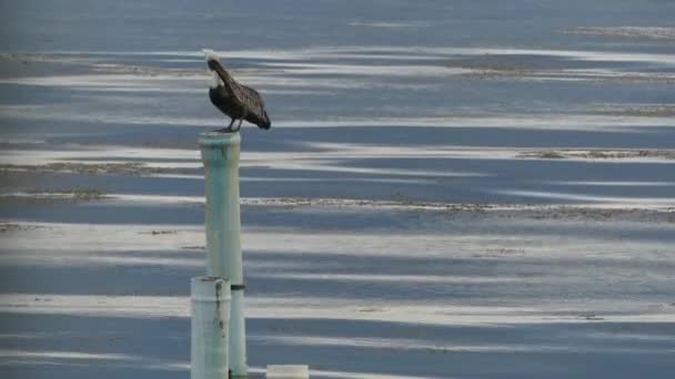 Pelican Pipe Ocean Preening Flying Away — Vídeo de Stock