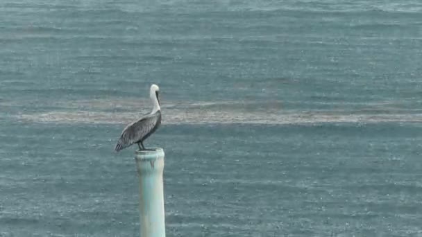 Pelican Standing Top Pipe Ocean Rain — Stock Video