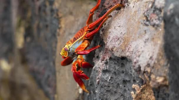 Single Red Sally Lightfoot Crab Climbing Black Rock Santa Cruz — Vídeos de Stock