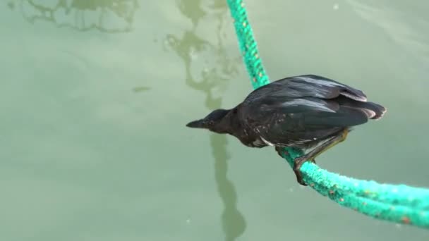 Lava Heron Perched Rope Lunging Water Catch Fish Santa Cruz — Stockvideo