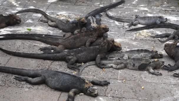 Group Marine Iguanas Sun Bathing Street Santa Cruz Island Galapagos — 图库视频影像