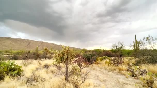 Ξηρό Άνυδρο Τοπίο Της Ερήμου Sonoran Στην Tucson Arizona Κλιματική — Αρχείο Βίντεο