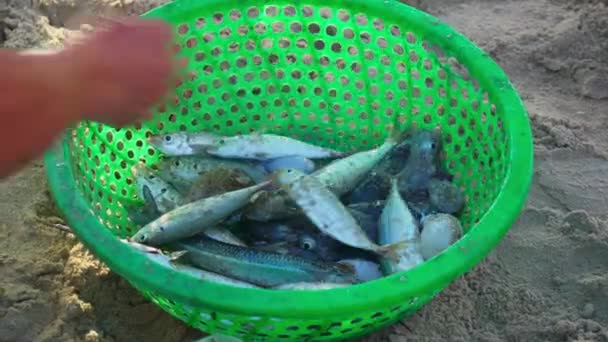 Close Shot Freshly Caught Live Fishes Green Basket Been Sold — Video