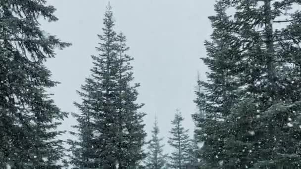 Peaceful Winter Forest Nature Scene Snowflakes Falling Snow Storm Oregon — Stock video