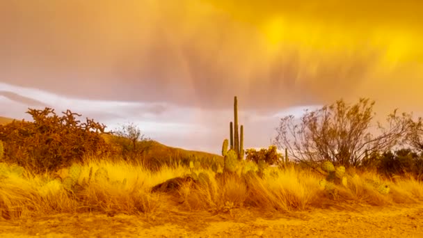 Monsoon Sonoran Desert Tilt Shot Show Raindrops Ground — Stock video