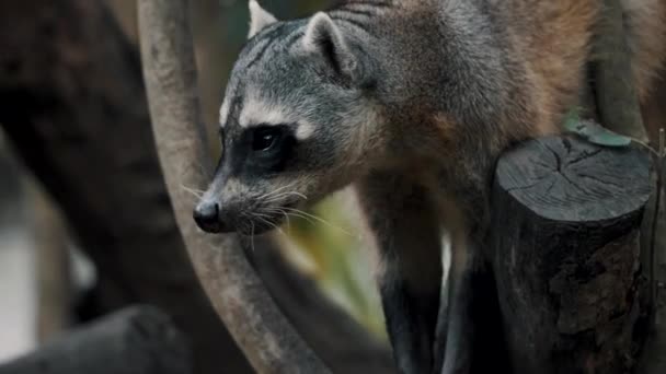 Crab Eating Raccoon Searching Food Perching Mangrove Forest Trees Costa — Wideo stockowe