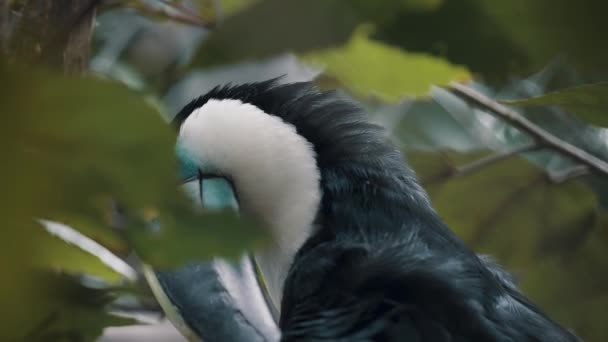 Channel Billed Toucan Amongst Green Leaves Tropical Forest South America — Wideo stockowe