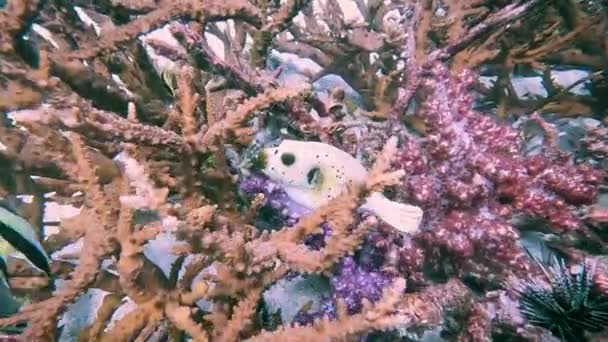 Peaceful Slow Motion Shot Famed Ghost Puffer Fish Gently Navigating — Stock Video
