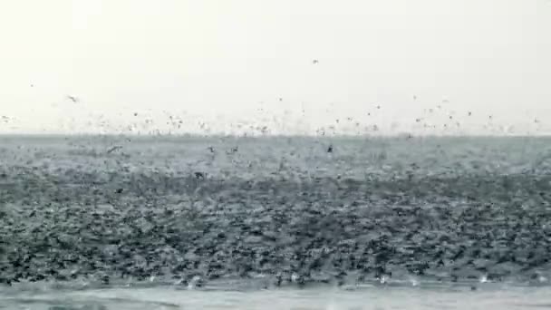 Gran Colonia Aves Que Pululan Sobre Paisaje Marino Patagónico Sur — Vídeo de stock