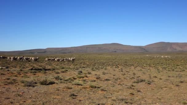Εκτροφή Προβάτων Στο Karoo — Αρχείο Βίντεο