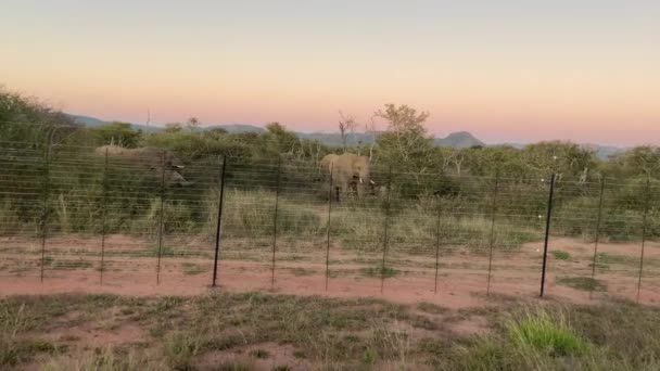 Family African Elephants Feeding Wild Plants Bushes Fence Safari Park — Wideo stockowe