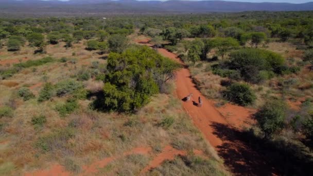 Drone Volgt Twee Zebra Die Vredig Door Smerige Oranje Zandweg — Stockvideo