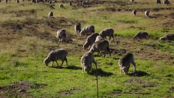 Sheep Farming Central Karoo — Vídeos de Stock