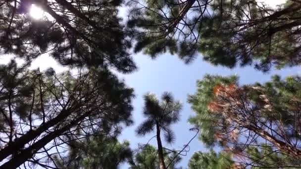 Вид Ліс Прямо Бік Навісу — стокове відео