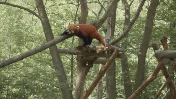 Red Panda Walking Branch Gdask Zoo Low Angle Shot — ストック動画