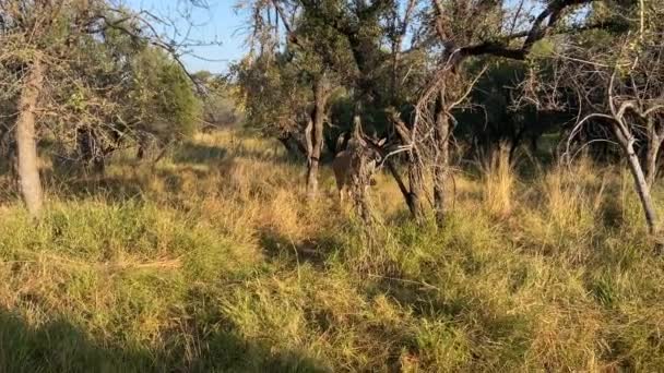 Darted Eland Spiral Horned Antelope Walking Clumsily African Savannah Bush — Vídeo de stock