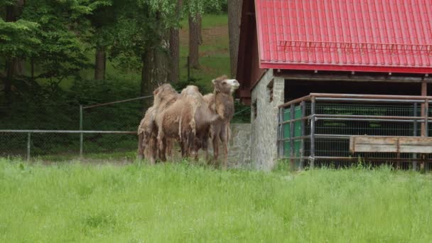 Bactrian Camels Standing Green Grass Gdansk Zoo Poland Wide Shot — Vídeo de Stock