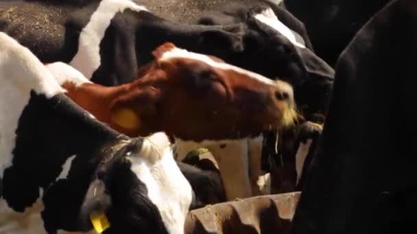 Cows Eating Trough — Stock Video