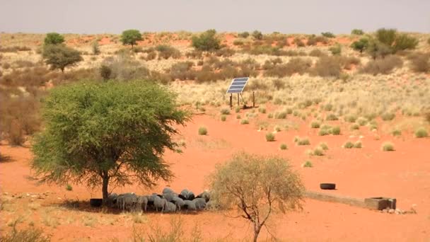 사막에서의 — 비디오