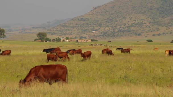 Cattle Grazing Fields — Vídeo de stock