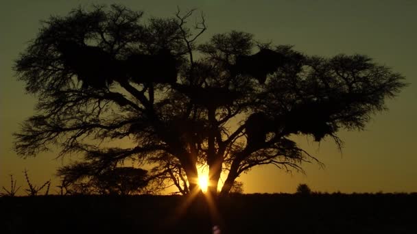 Sunset Kalahari Desert — Stock video
