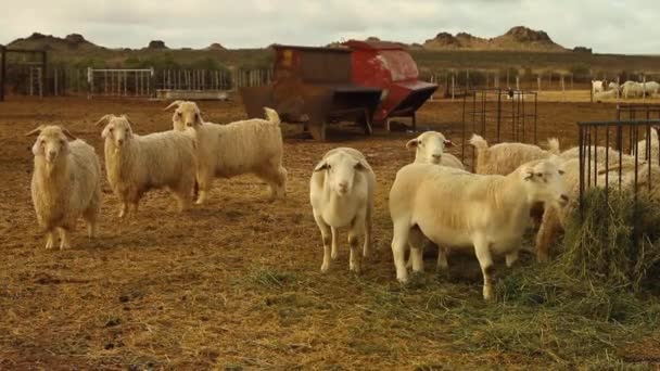 Сельское Хозяйство Овец Коз Северном Мысе — стоковое видео