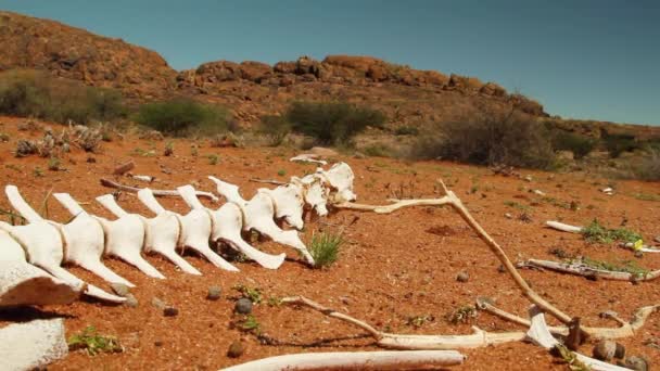 Droogte Het Grote Karoo — Stockvideo