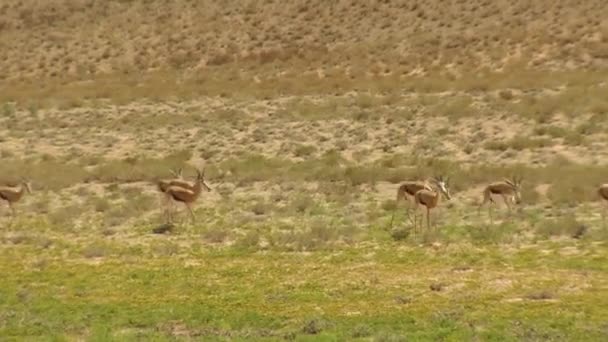 Springbok Çölde Yürüyor — Stok video