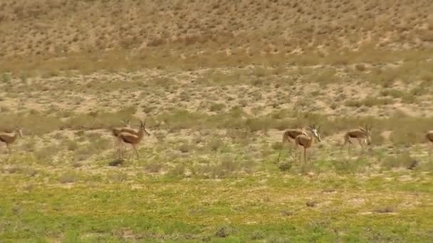 Springbok Passeggia Nel Deserto — Video Stock