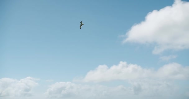 Uma Gaivota Selvagem Está Voando Sobre Cabeça Coruja Belo Céu — Vídeo de Stock