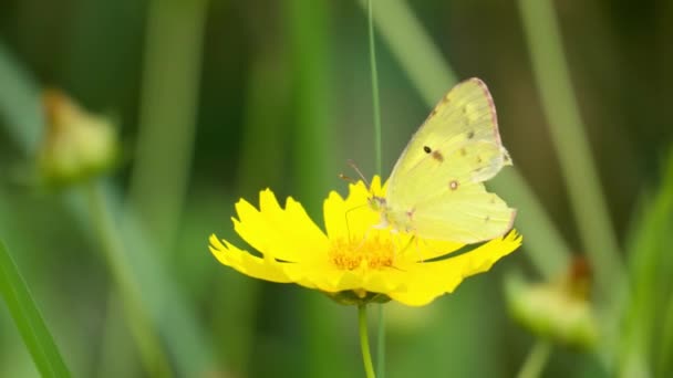 Motyl Colias Poliographus Żółtym Kwiecie Nasion Łaskotek Zbliżenie — Wideo stockowe