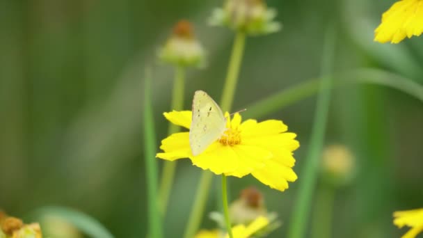 Butterfly Colias Poliographus Feeding Yellow Flower Macro — Stockvideo