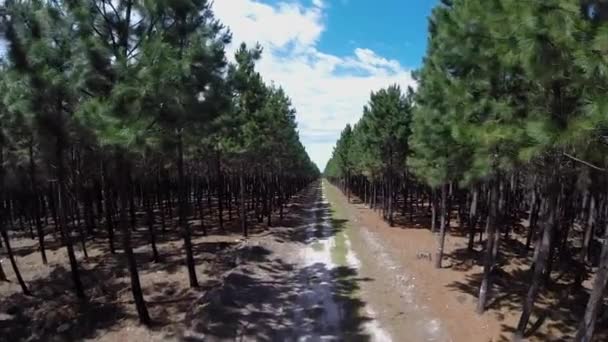 Pine Plantation Eastern Cape — Stockvideo