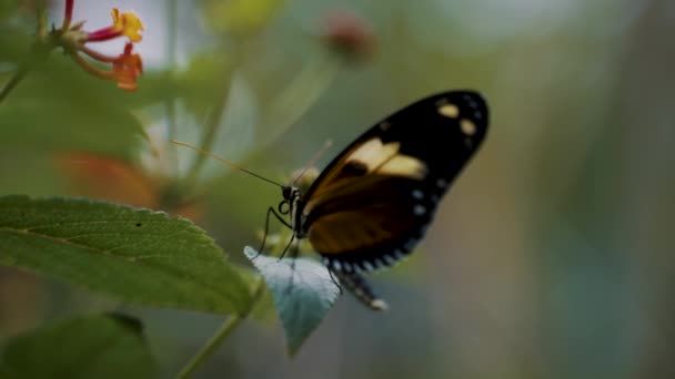 Close Shot Black Butterfly Sitting Flower Sucking Nectar Butterfly Sitting — Stock Video