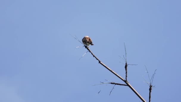 Rufous Winged Buzzard Hawk Perching Tip Branch Fly Away Wings — Stock Video