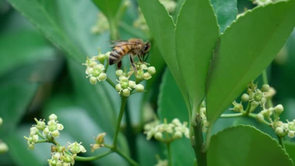 Une Abeille Mellifère Cueillant Pollen Une Broche Feuilles Persistantes Des — Video