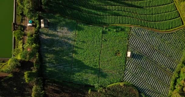 Aerial Overhead Shot Tobacco Plantation Sunny Day Indonesia — Stock Video