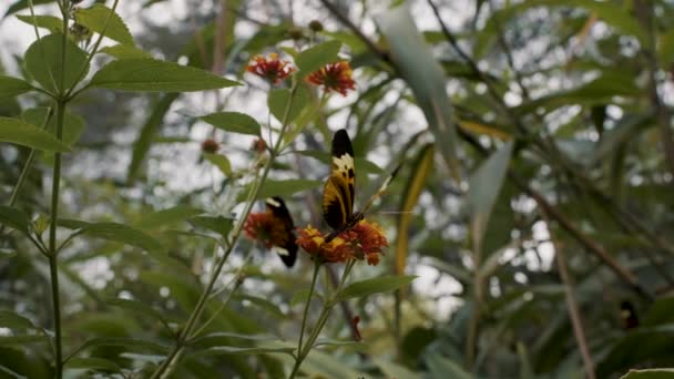 Primer Plano Mariposa Chupando Néctar Pequeña Flor Amarilla Bosque Imágenes — Vídeo de stock