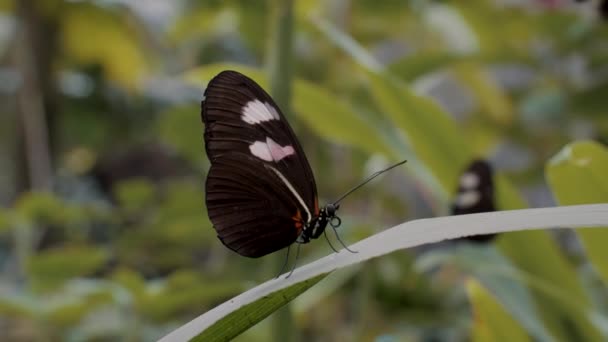Zblízka Záběr Motýla Sedícího Nad Listím Páví Motýl Letí Žluté — Stock video