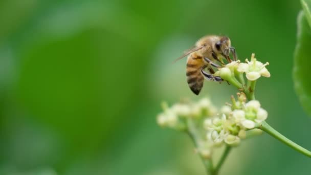 Flying Honey Bee Collecting Pollen White Flower Euonymus Japonicus Wild — Vídeo de Stock