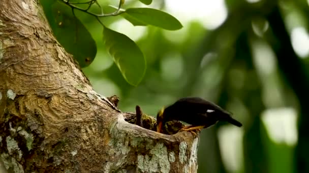 Sri Lanka Hill Myna Endemic Bird — Stok video