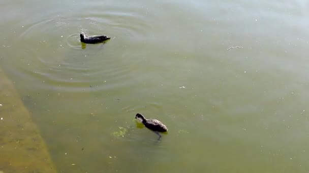 Coot Diving Food Aasee Munster Germany — Vídeos de Stock