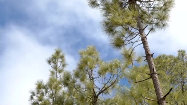 手前の松の木の雲が空を転がり — ストック動画