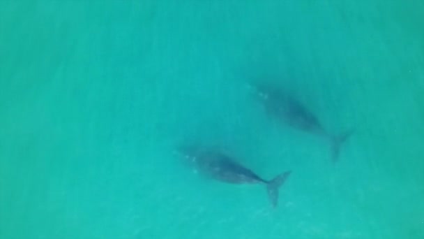 Coppia Balene Franche Australi Superficie — Video Stock
