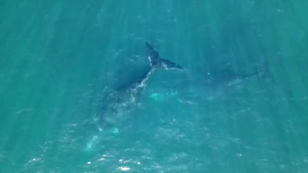 南部のクジラ 南アフリカ — ストック動画
